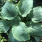 Valley’s Love Buzz Hosta Plants online shopping