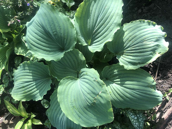 Valley’s Love Buzz Hosta Plants online shopping