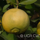 Citrus Excelsa Papeda Budwood citrus plant material online shopping