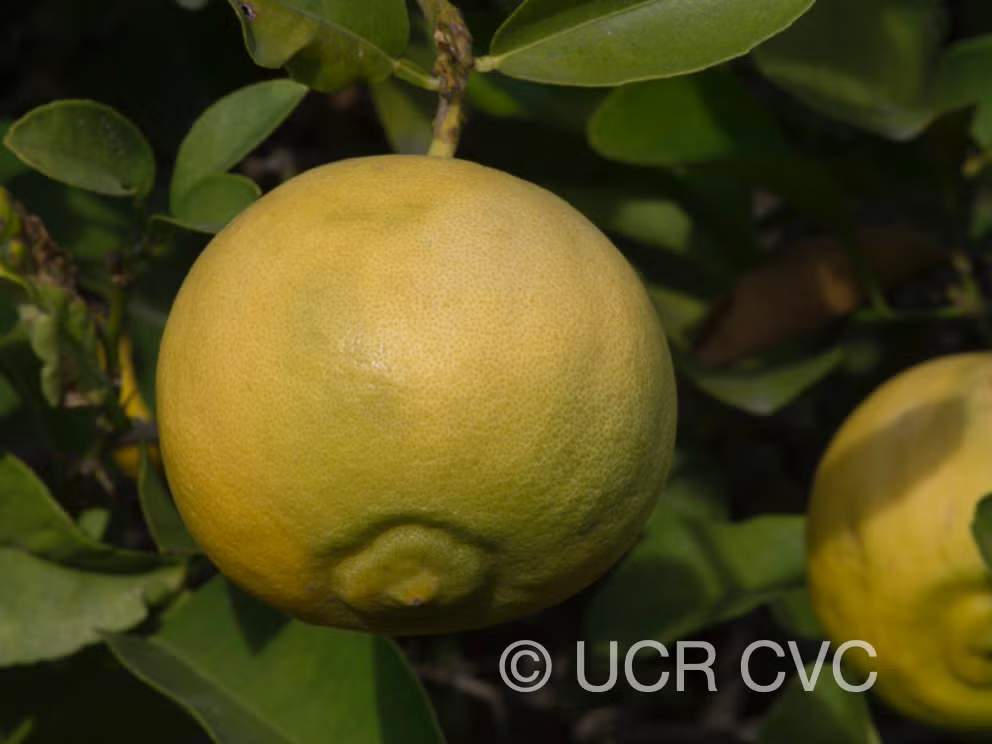 Citrus Excelsa Papeda Budwood citrus plant material online shopping