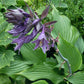 Violetta Hosta Plants online shopping