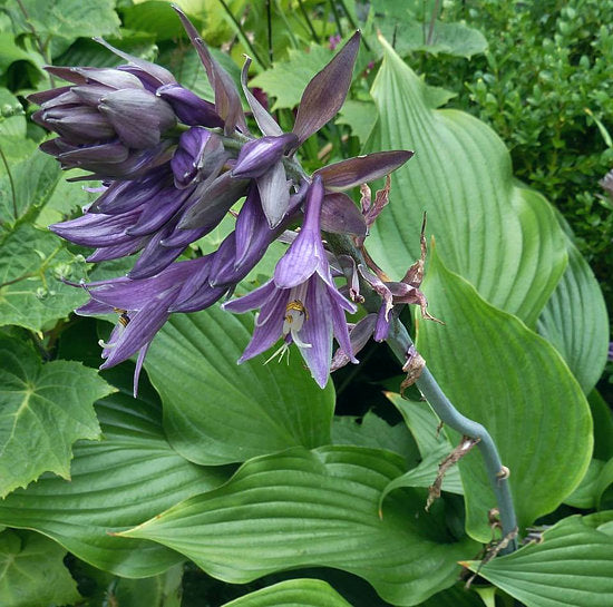 Violetta Hosta Plants online shopping