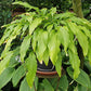 Kempen Waving Shadow Hosta Plants online shopping