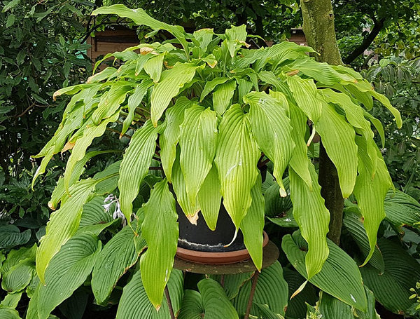 Kempen Waving Shadow Hosta Plants online shopping