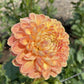 Crichton Honey Dahlia