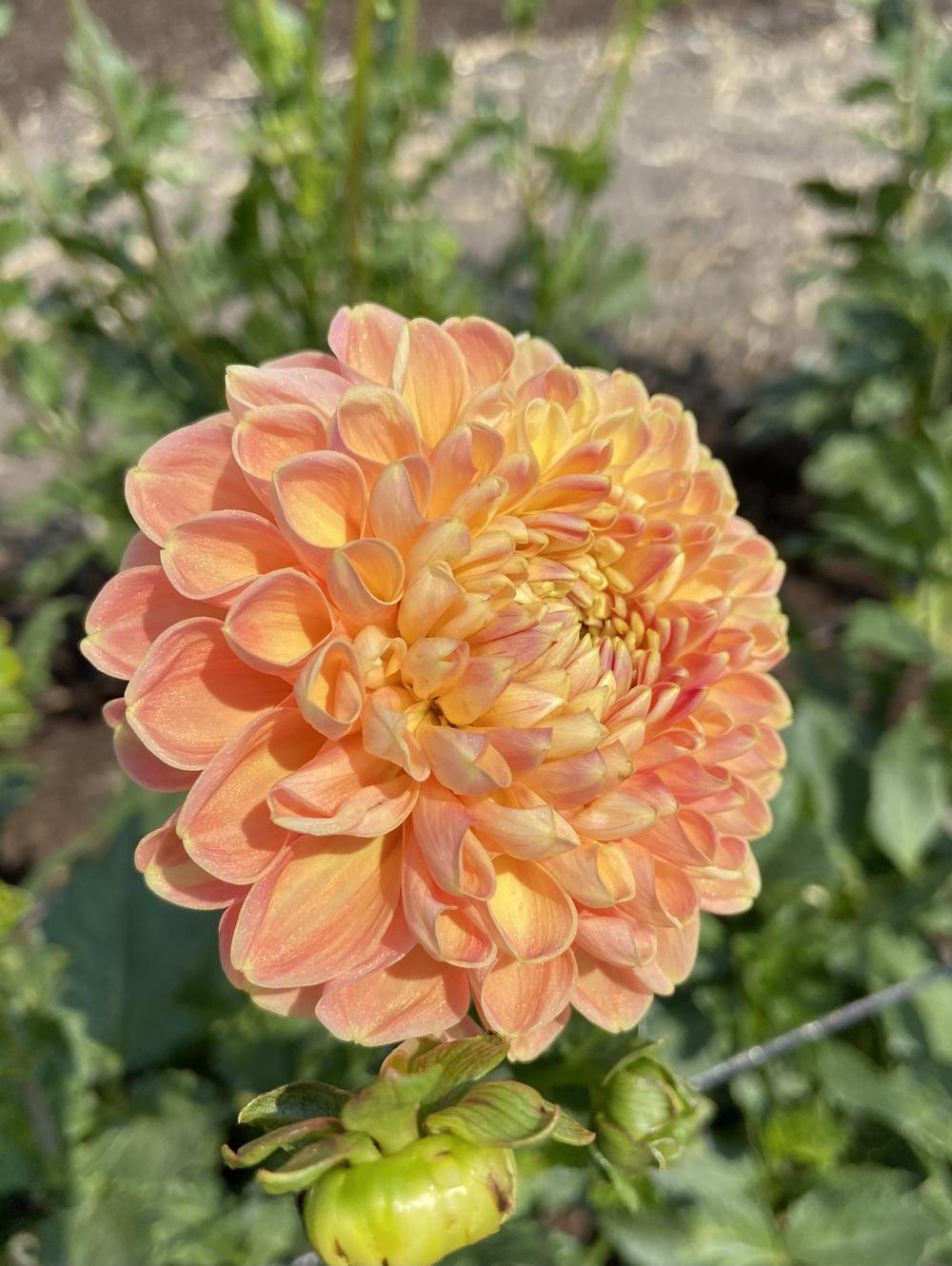 Crichton Honey Dahlia