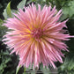Shaggy Chic Dahlia