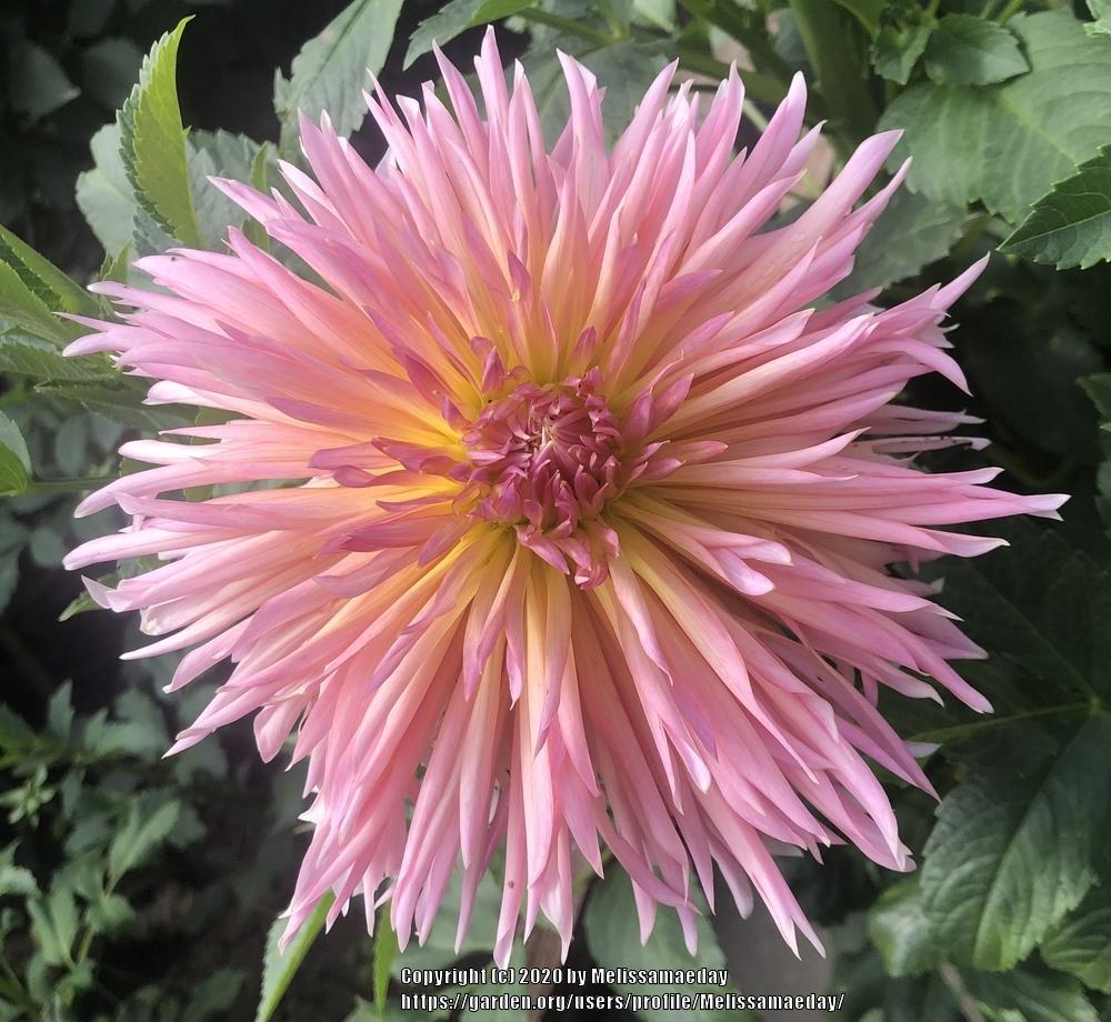 Shaggy Chic Dahlia