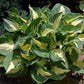 Pathfinder Hosta Plants online shopping