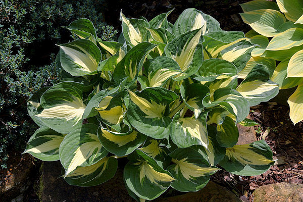 Pathfinder Hosta Plants online shopping