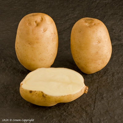 Sarpo Shona Seed Potato online shopping