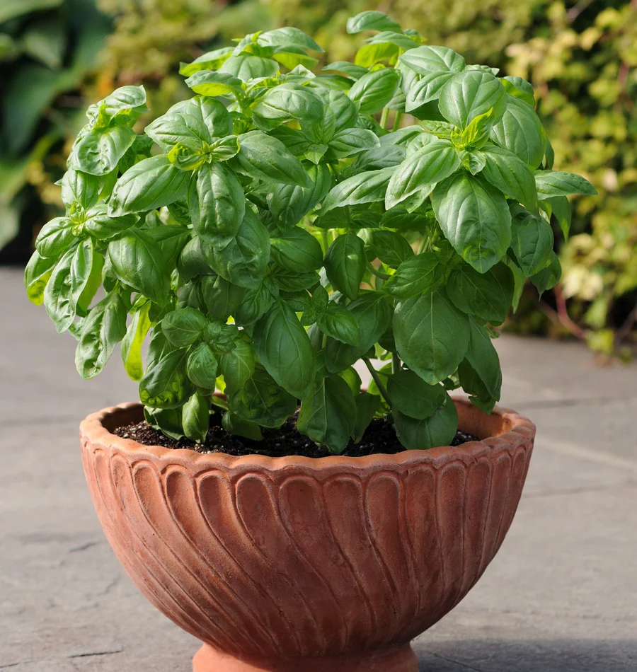 Dolce Fresca Heirloom Basil seeds online shopping