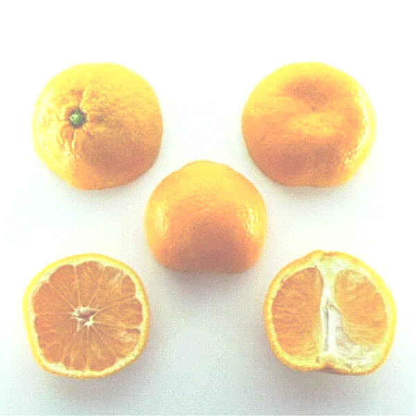 Xie Shan Satsuma Mandarin Budwood citrus plant material online shopping