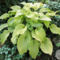 Great Lakes Gold Hosta Plants online shopping