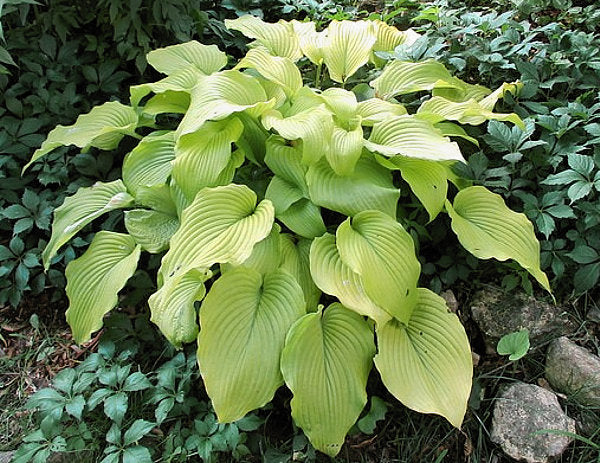 Great Lakes Gold Hosta Plants online shopping