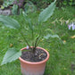 Jaws Hosta Plants online shopping