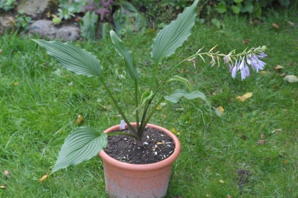 Jaws Hosta Plants online shopping