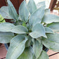 Jetstream Hosta Plants online shopping
