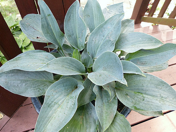 Jetstream Hosta Plants online shopping