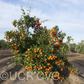 Tieu Mandarin Budwood citrus plant material online shopping