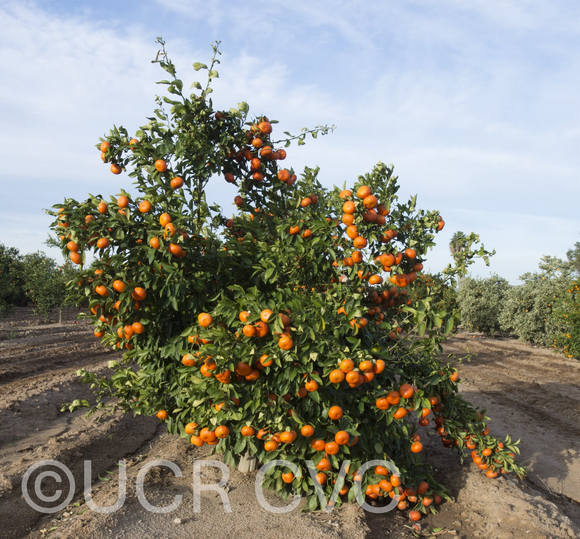 Tieu Mandarin Budwood citrus plant material online shopping