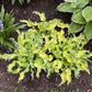 Ripple Effect Hosta Plants online shopping