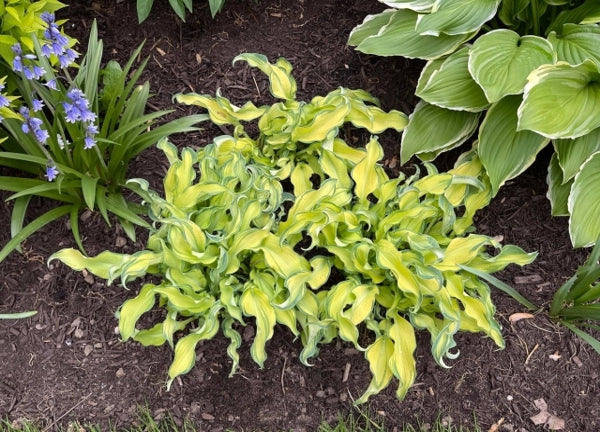 Ripple Effect Hosta Plants online shopping