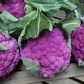Purple Moon F1 Cauliflower