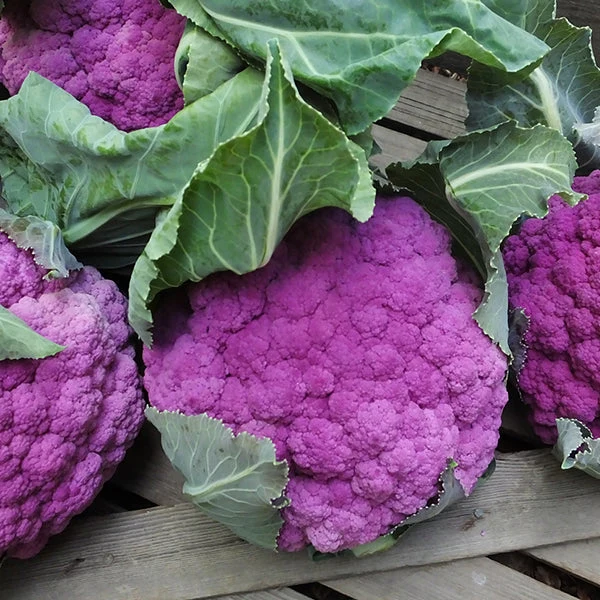 Purple Moon F1 Cauliflower