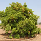 Smith Red Blood Orange Budwood citrus plant material online shopping