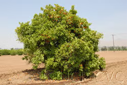 Smith Red Blood Orange Budwood citrus plant material online shopping