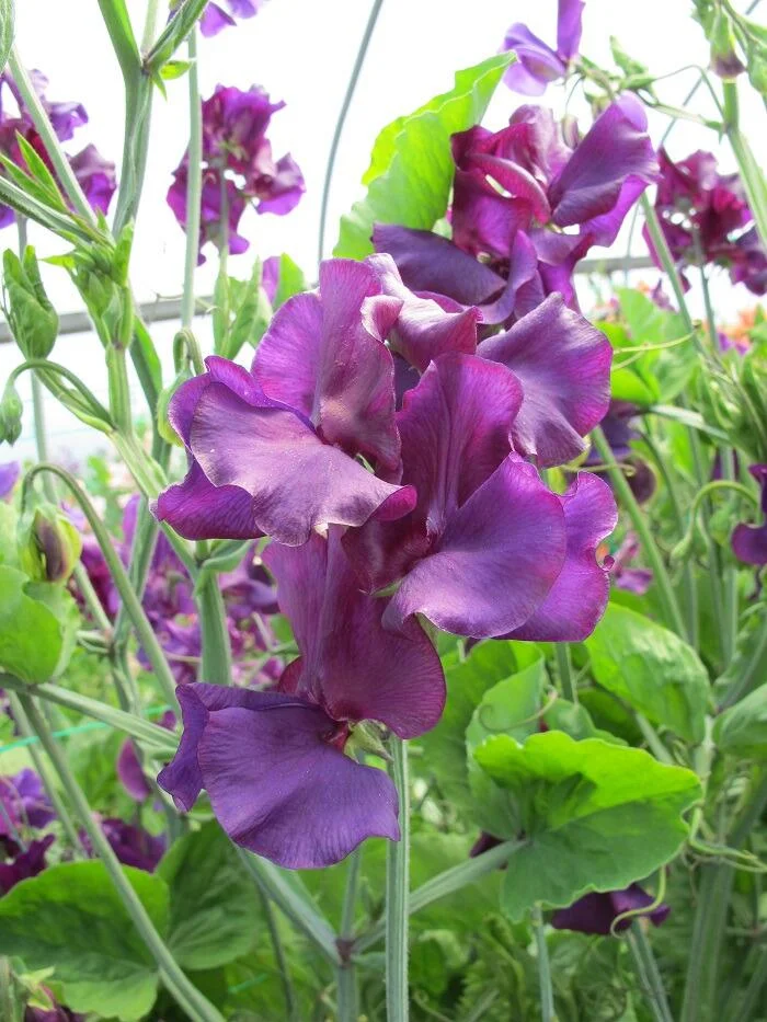 Welcome to Yorkshire Sweet Pea