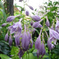 Golden Scepter Hosta Plants online shopping