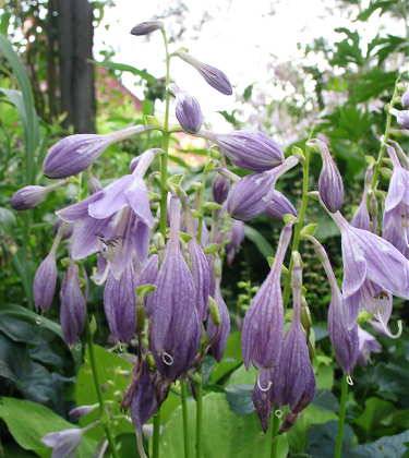 Golden Scepter Hosta Plants online shopping