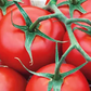Red Racer Tomato