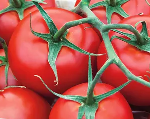 Red Racer Tomato Seeds online shopping