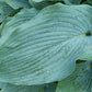 Lakeside Lagoon Hosta Plants online shopping