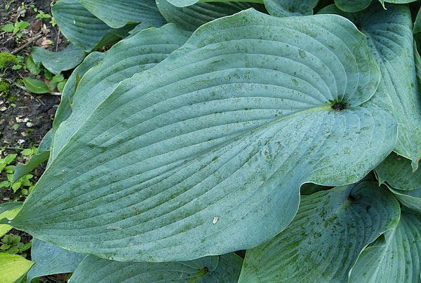 Lakeside Lagoon Hosta Plants online shopping