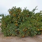 Shasta Gold Mandarin Budwood citrus plant material online shopping
