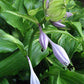 Green Fountain Hosta Plants online shopping