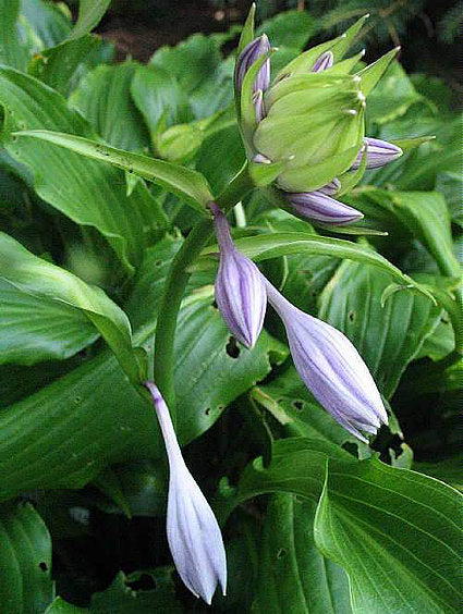 Green Fountain Hosta Plants online shopping