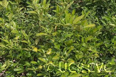 C-54 Carpenter Citrange Seed citrus plant material online shopping