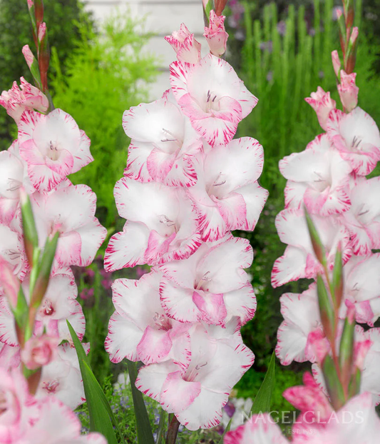 My Love Gladiolus Corms