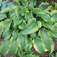 Monkey Business Hosta Plants online shopping