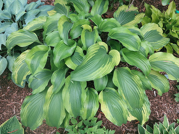 Monkey Business Hosta Plants online shopping