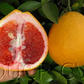 Valentine Pummelo Hybrid Budwood citrus plant material online shopping