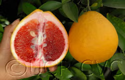 Valentine Pummelo Hybrid Budwood citrus plant material online shopping