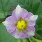 Sarpo Mira Seed Potato online shopping
