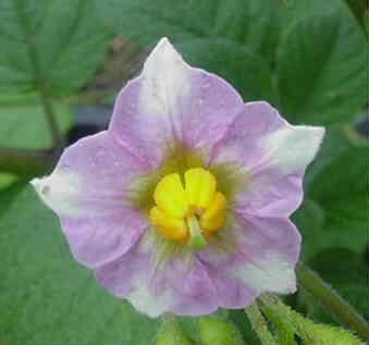 Sarpo Mira Seed Potato online shopping