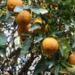 C-32 Citrange Seed citrus plant material online shopping